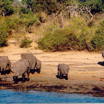 Afrika 1996