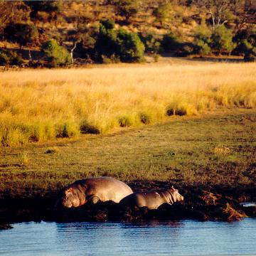 Afrika 1996
