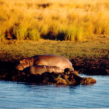 Afrika 1996