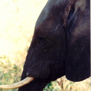 Afrika 1996 131