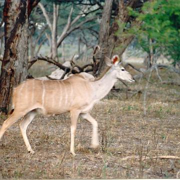 Afrika 1996