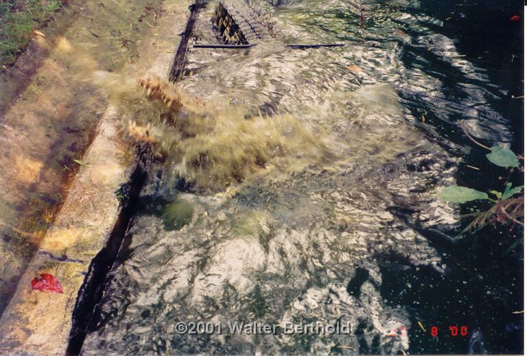 Bali 2001 36
