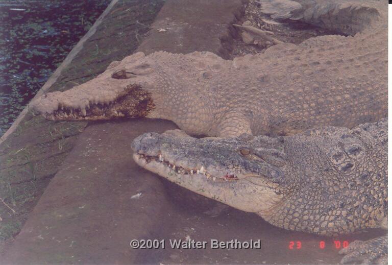 Bali 2001 38