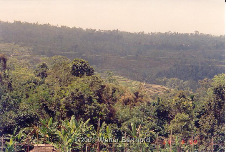 Bali 2001 43
