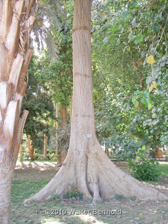 Botanischer Garten 07