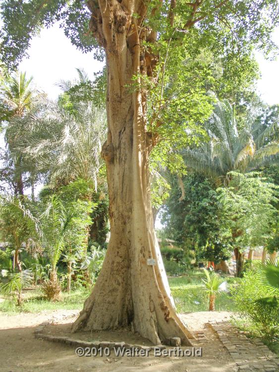 Botanischer Garten 10