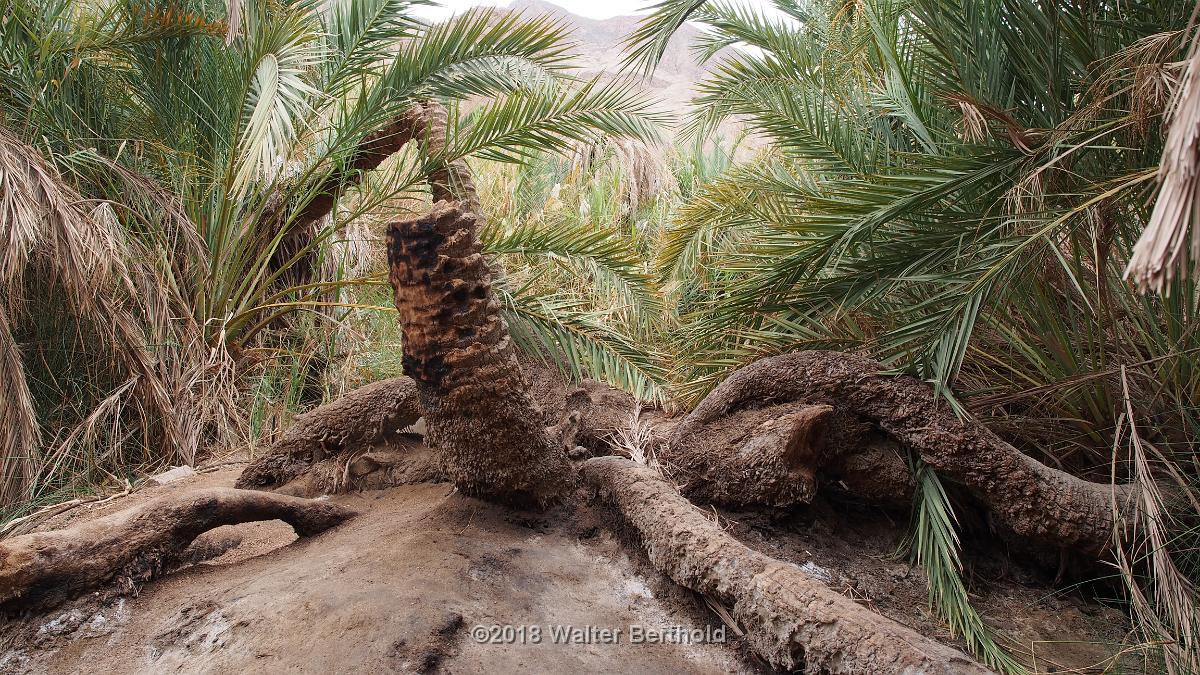 Dahab 2018 049