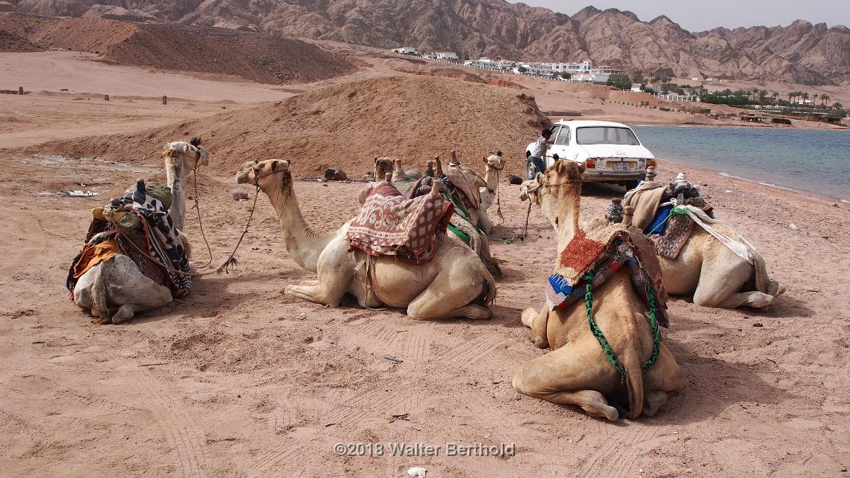 Dahab 2018 165