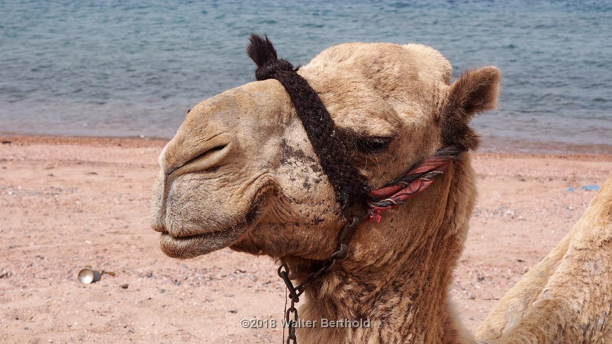 Dahab 2018 166