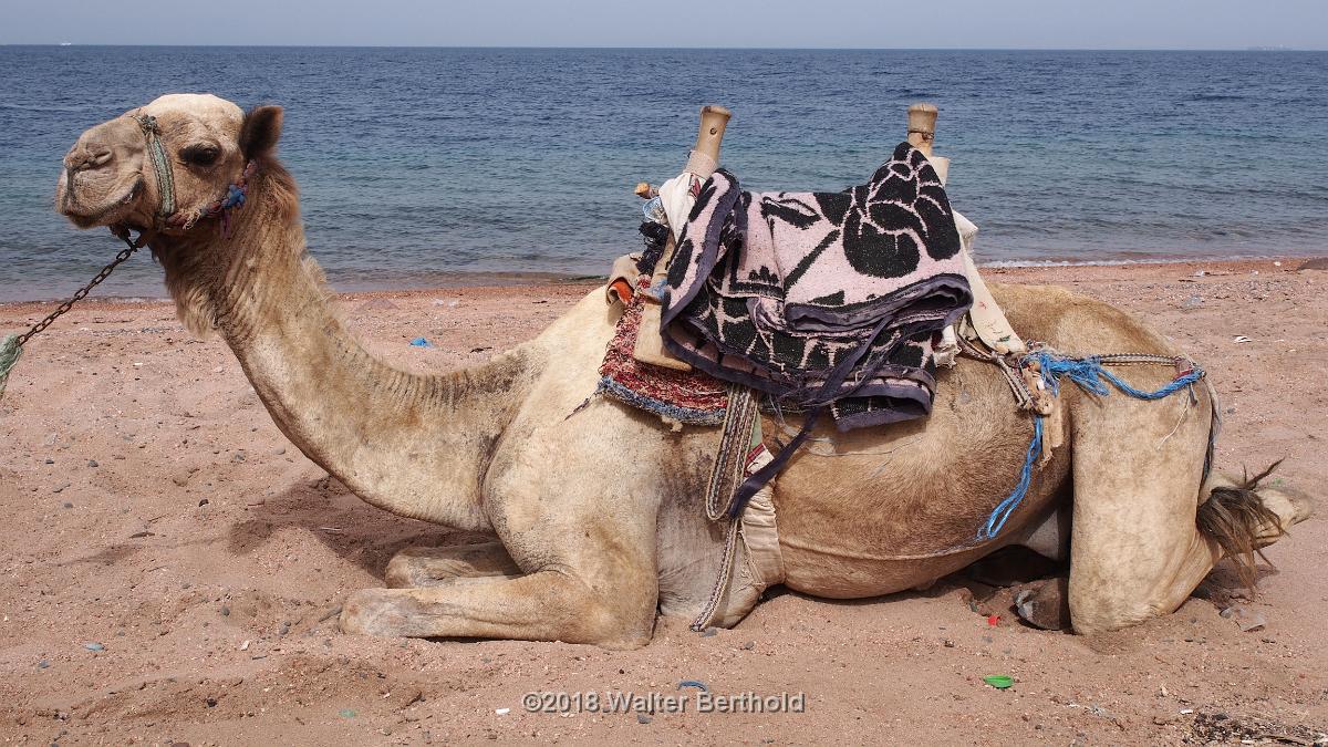 Dahab 2018 167