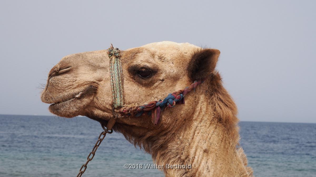 Dahab 2018 168