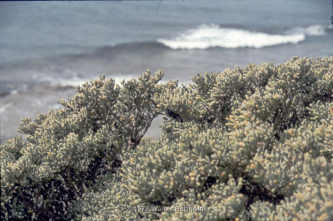 Fuerte 1978 1030