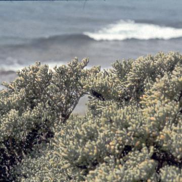 Fuerte 1978 1030