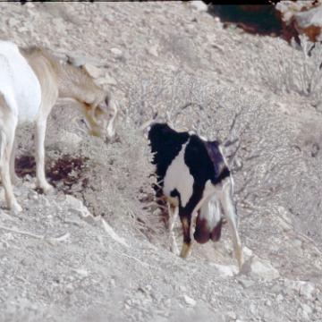 Fuerte 1983 2008