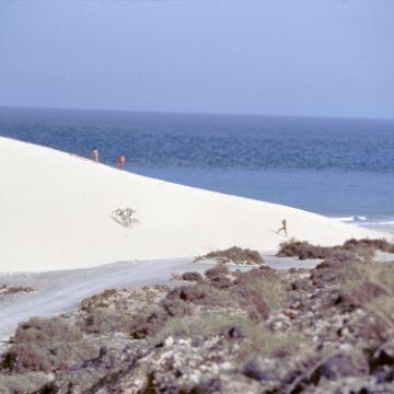 Fuerte 1983 2024