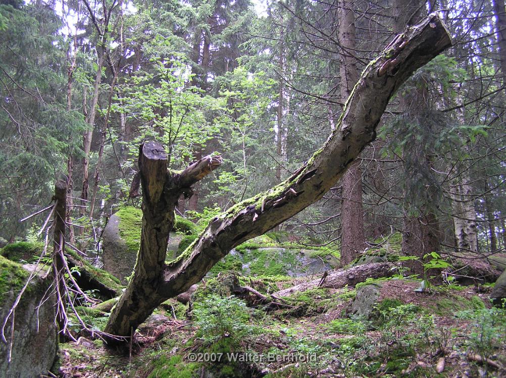 CabrioHarz 2007 279