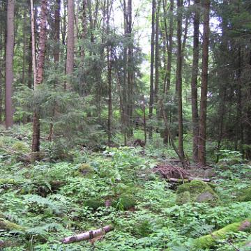 CabrioHarz 2007 278