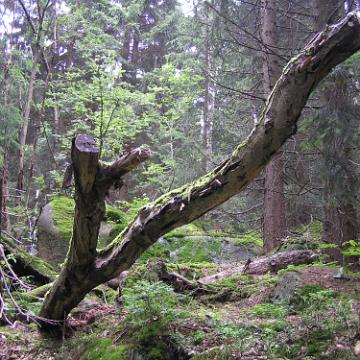 CabrioHarz 2007 279