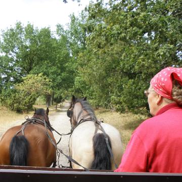 Heide Kutschfahrt 201022