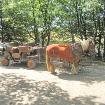 Heide Kutschfahrt 201040
