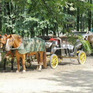 Heide Kutschfahrt 201041