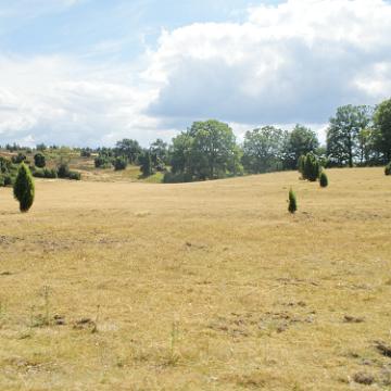 Heide Kutschfahrt 201042