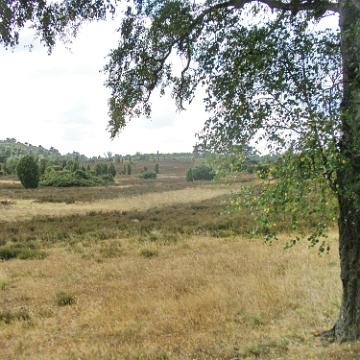Heide Kutschfahrt 201044
