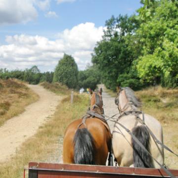 Heide Kutschfahrt 201046