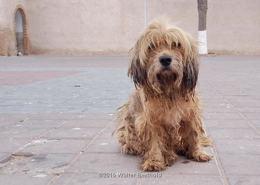 Marrokko 2015 285