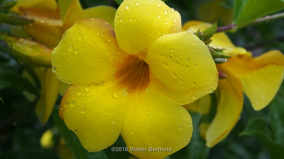 Mauritius 033