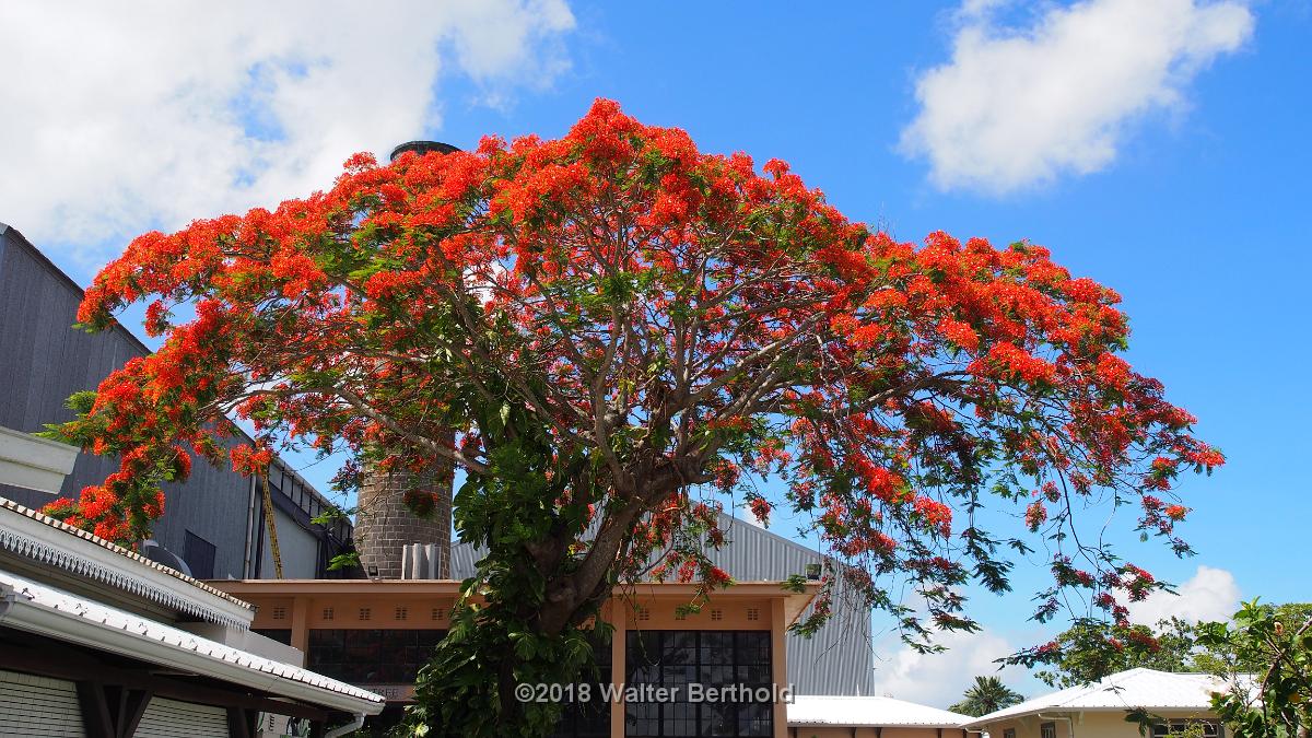 Mauritius 067