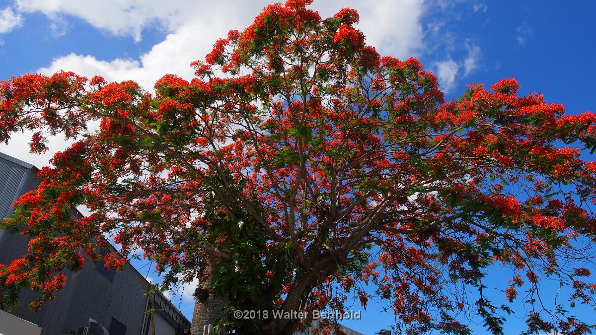 Mauritius 068
