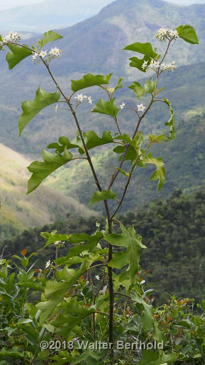 Mauritius 192