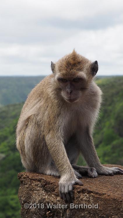 Mauritius 201