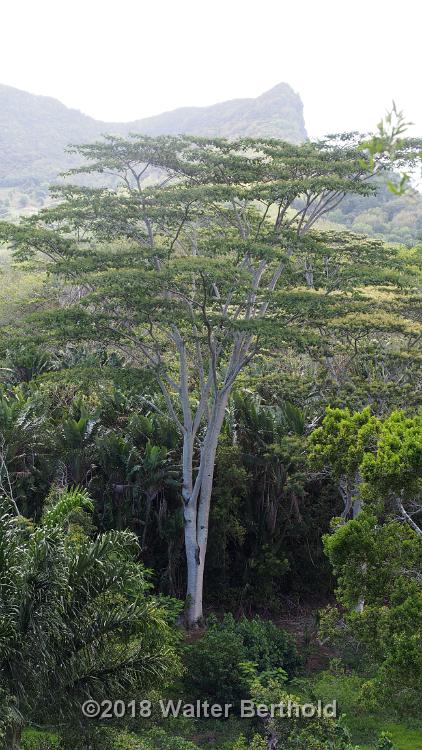 Mauritius 237