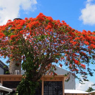 Mauritius 067