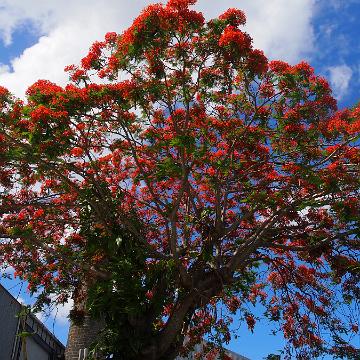Mauritius 068