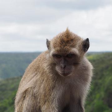 Mauritius 201