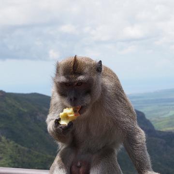 Mauritius 204