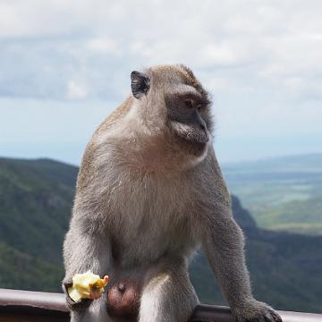 Mauritius 205