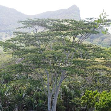 Mauritius 237