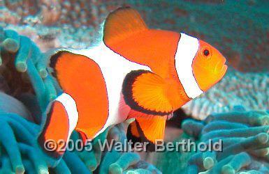 Clownfish