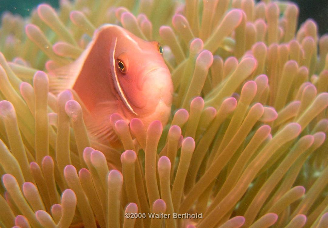 Dauin diving clown fish