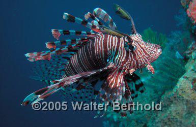Lionfish