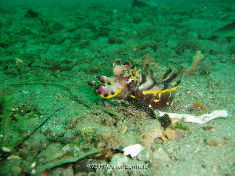 Philippines 2005 007