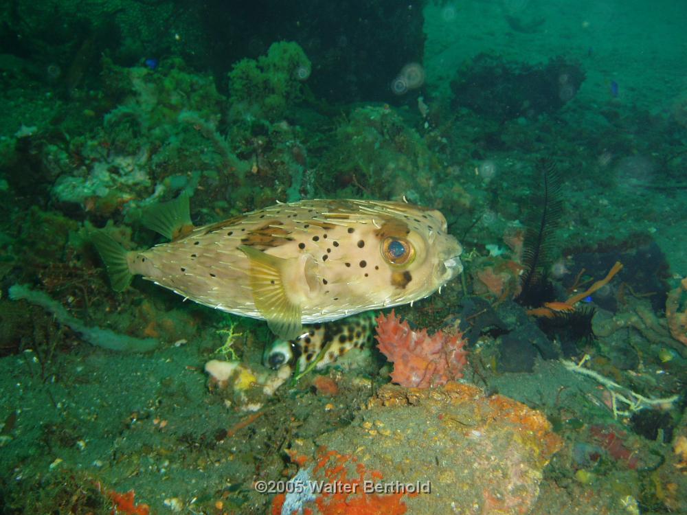 Philippines 2005 013