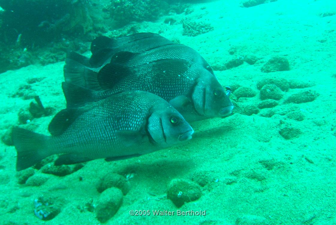 Philippines 2005 028