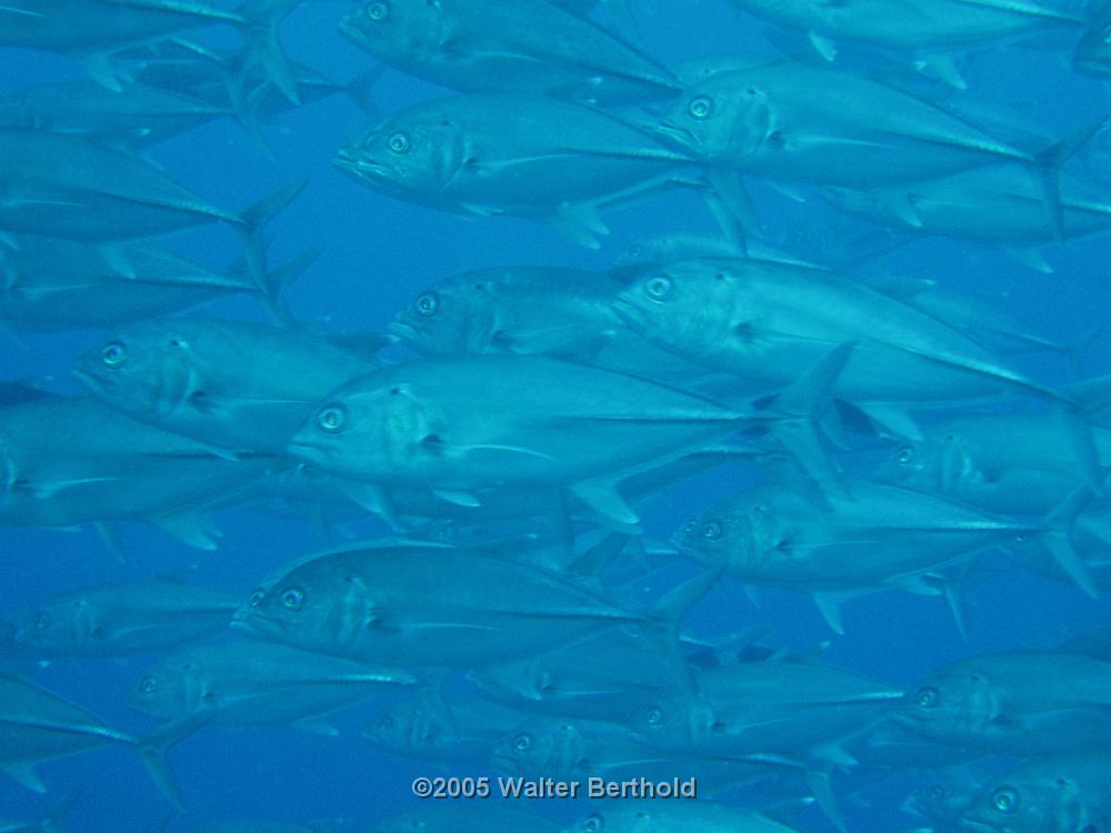 Philippines 2005 048