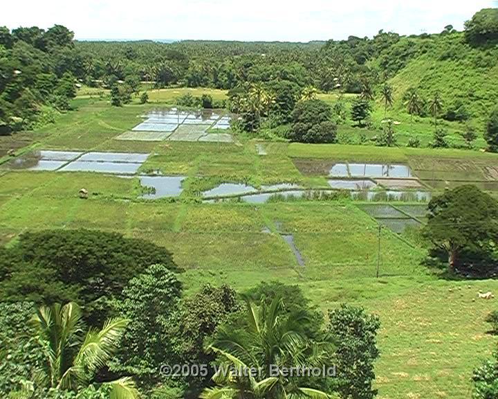 Rice paddies