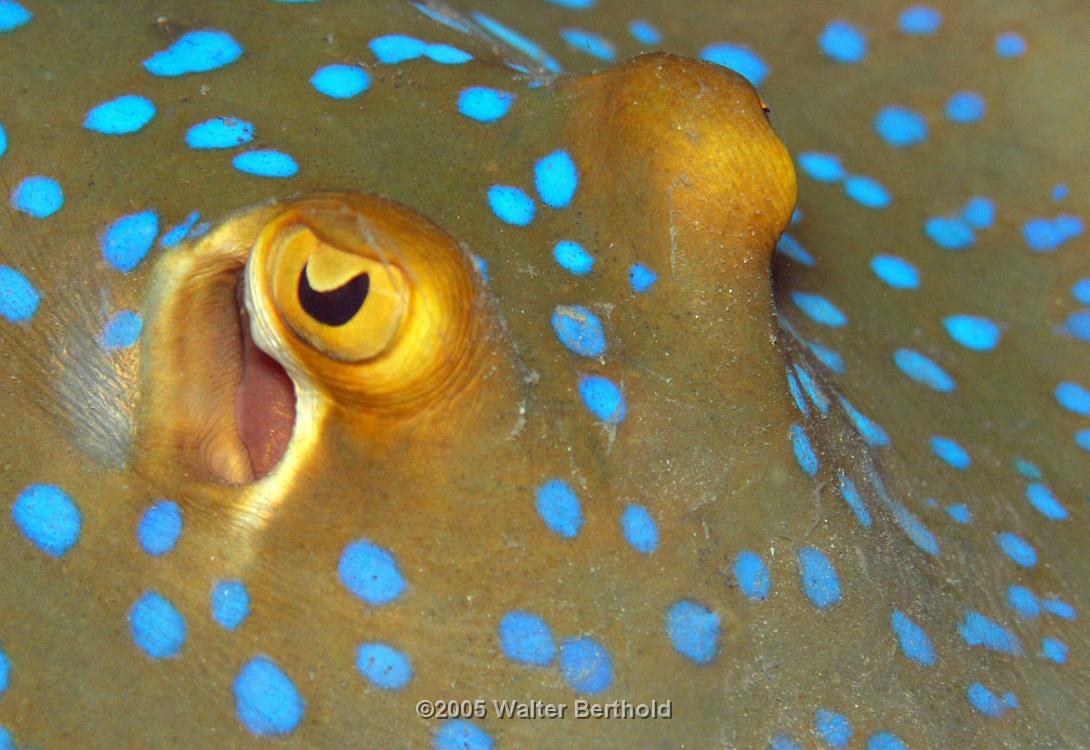 Stingray